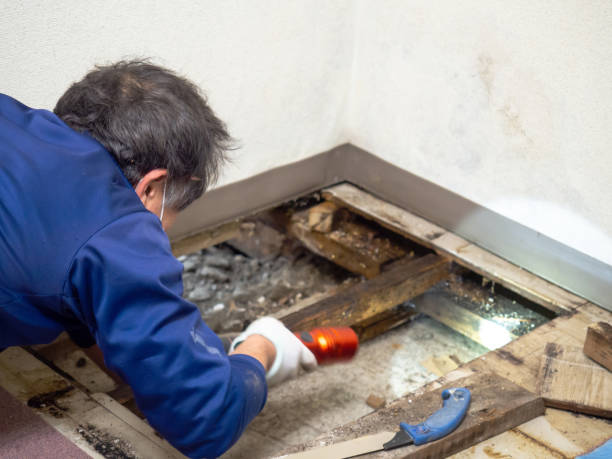 Best Mold Removal Company Near Me  in Kechi, KS