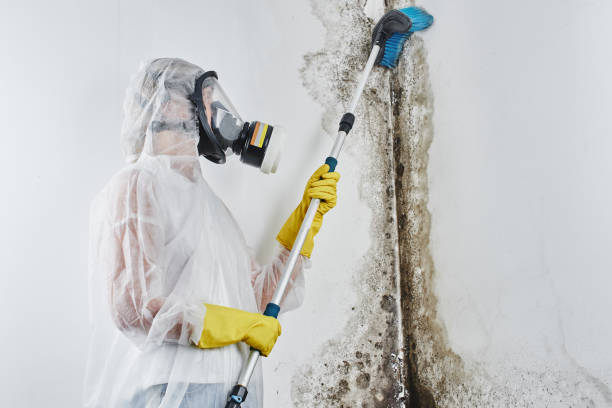 Best Mold Damage Repair  in Kechi, KS
