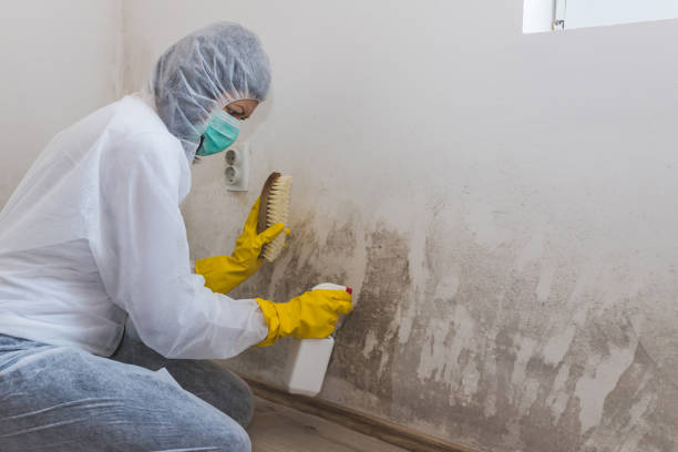 Best Home Mold Removal  in Kechi, KS