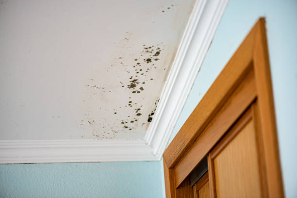 Best Office Mold Removal Services  in Kechi, KS