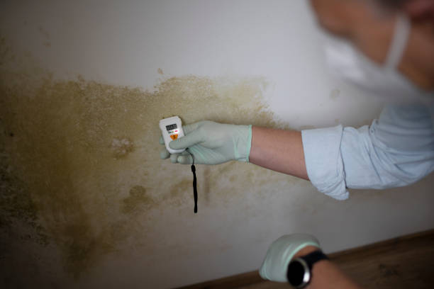 Best Professional Mold Removal  in Kechi, KS