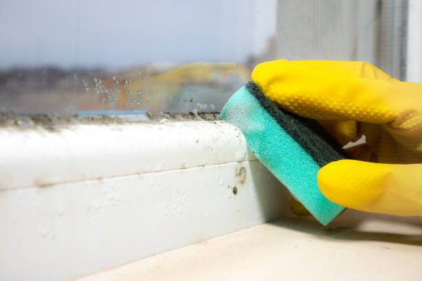 Best Professional Mold Removal  in Kechi, KS