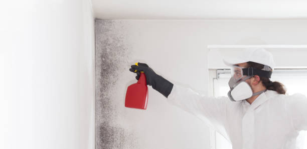 Trusted Kechi, KS Mold Removal Experts
