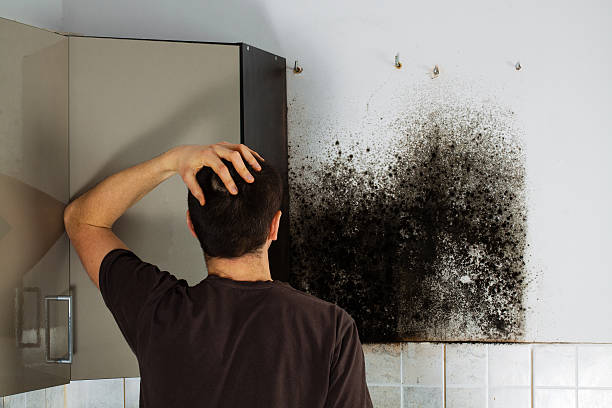 Best Local Mold Removal Service  in Kechi, KS