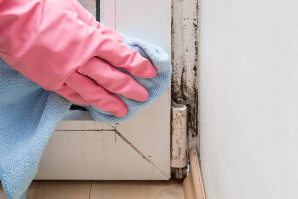 Best Mold Removal Specialists  in Kechi, KS