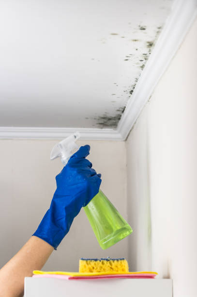 Best Emergency Mold Removal  in Kechi, KS