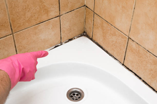 Best Affordable Mold Removal  in Kechi, KS